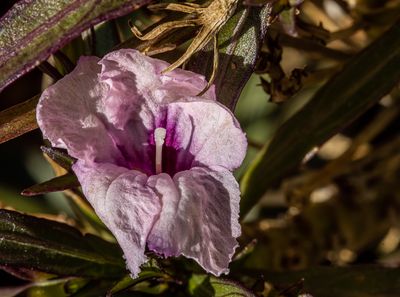 10 Early Spring Flower