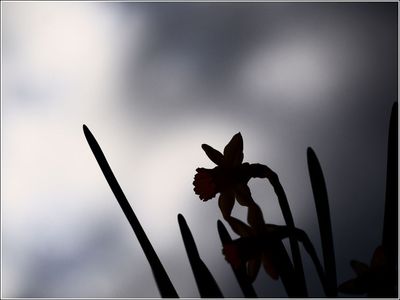 15 High contrast