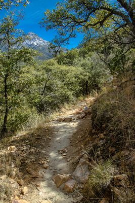 04 Nature Trail with Mt Wrightson