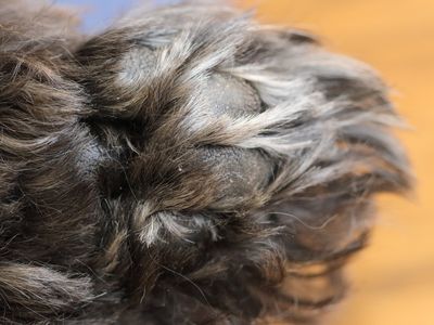 09 Oh The Paths This Paw Has Trod