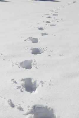 A Path Through The Snow - Alternate
