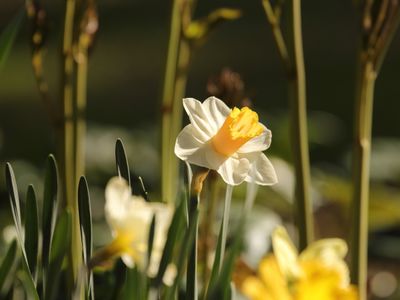 22 Daffodil Worshipping The Morning Sun
