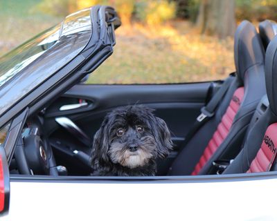Small Dog in Small Car