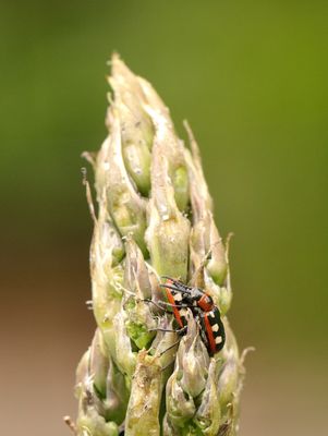 17 Asparagus Beetles