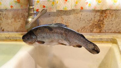 01 Fish are Jumpin`