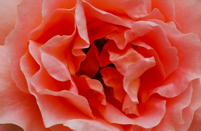02 The Enfolds of Summer