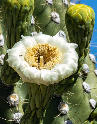 Saguaro Cactus Flower