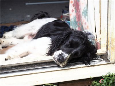 09 Sleepin' doggy
