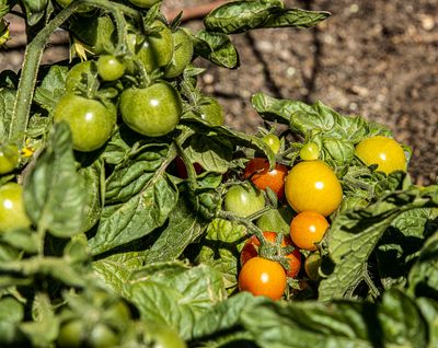 12 Summertime Tomatoes