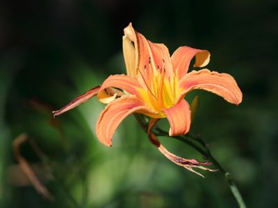 Summer Day Lily
