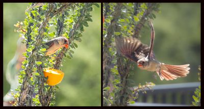 16 Mama Cardinal