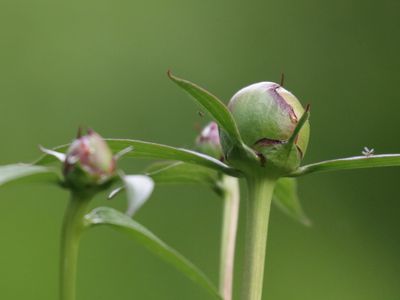 21 Summertime Buds