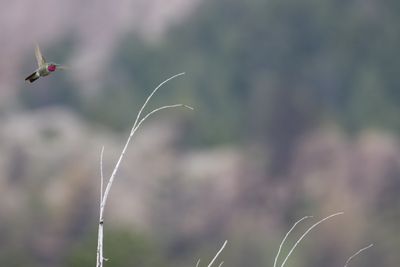 Full frame of hummingbird shot