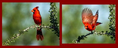 09 Male Northern Cardinal