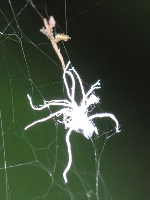 Ghostly Spider