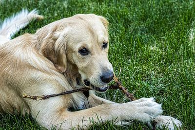Even Puppies Get Tired on Hot Days