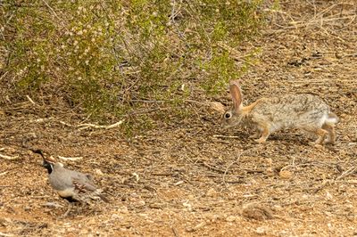 A Rabbit for Dave