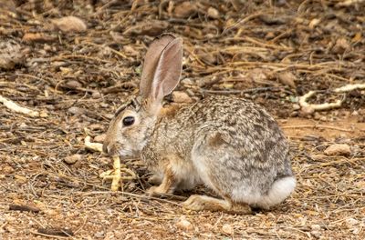 Dave's Rabbit 2