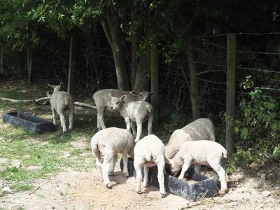 07 Summer lambs