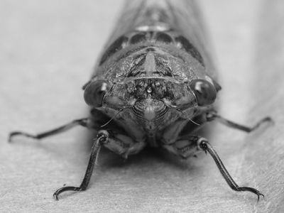 04 Cicada 1