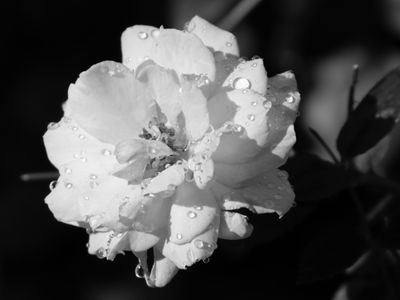 21 Rain Kissed Rose