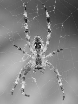 Monochrome Spider