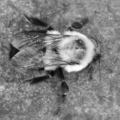 Monochrome Bee
