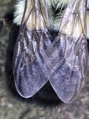 Fuzzy Bee Butt