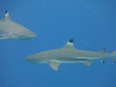 Fins