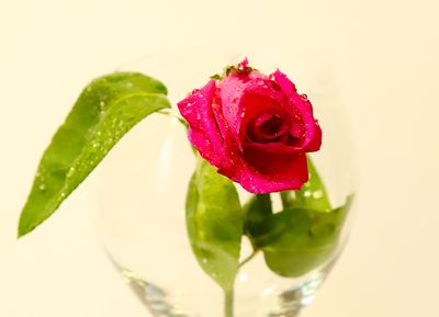 04 Chill the Rose