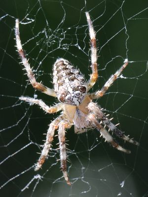 13 Spider John?