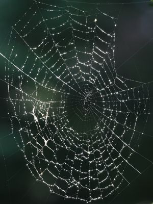Spider John?
