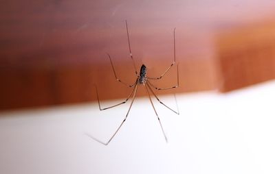 15 My House Guest