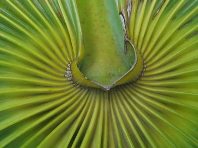 Spiral Palm