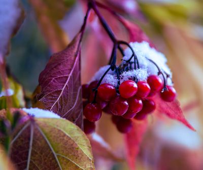 Cold Berries