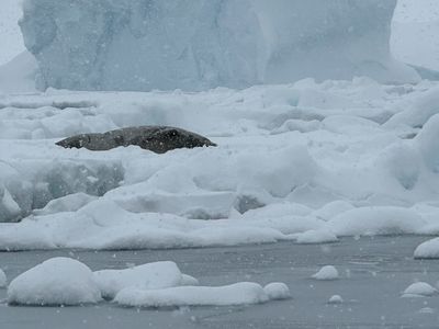 Slumbering Seal
