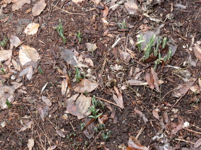 Flowers in Michigan in January