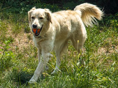 Carrying the Ball