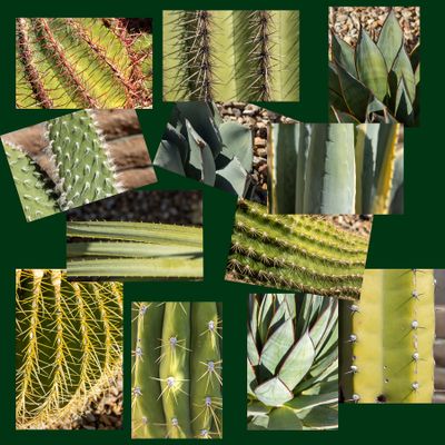 06 Succulent Greens