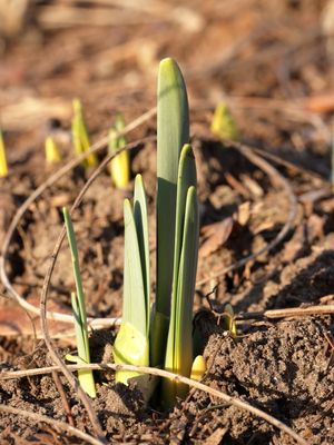 07 Daffodils Emerging