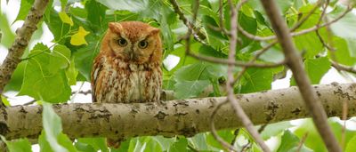 Screech owl, red morph, in the green