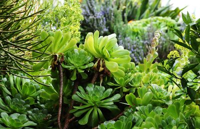 10 True Green