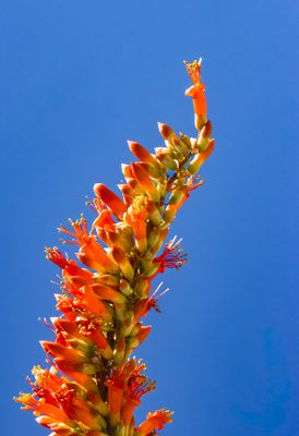 Ocotillo Reaching for the Sky