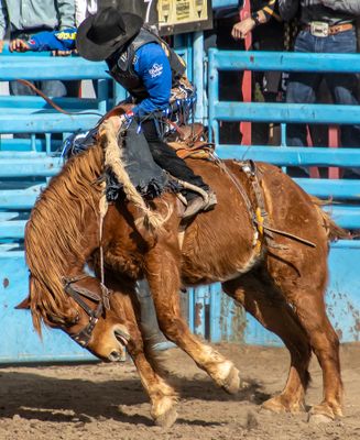 Classic Bucking Bronco