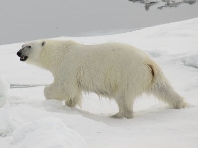 Ice Bear Avoiding Humans