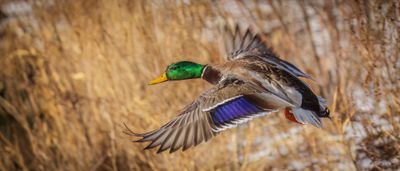 Winter Mallard
