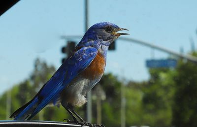 12 My Blue Bird of Happiness (Hitches a Ride)