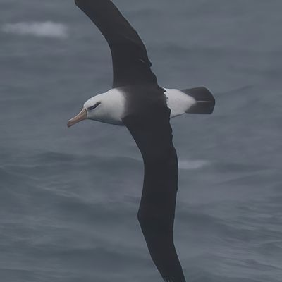 Black-Browed Albatross Soaring
