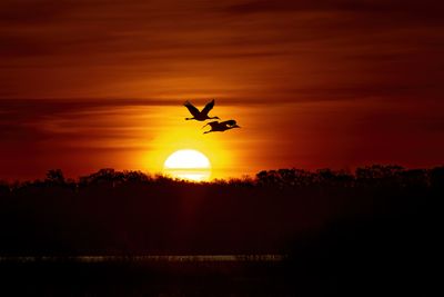 Sandhill Sunrise