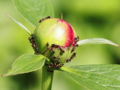 Dark Ants on Light Peony Bud